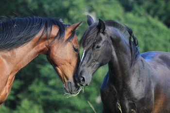 Reiten in de Anden, Chile und Argentinien, Die Pferde von Antilco: Castaño und Lucero